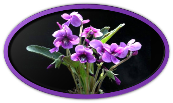 poema de  Luján Fraix