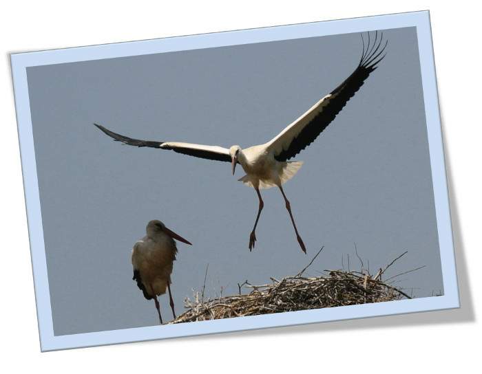 Cada vez que intento alzar el vuelo, poema de Begoña Abad
