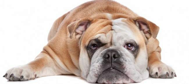 un perro, poema de Carlos Eduarde Satizábal
