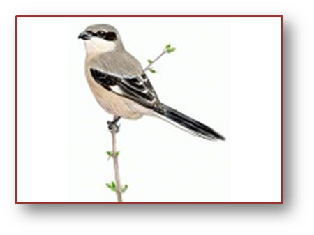 poemas de  Iosu Moracho Cort&eacute;s 