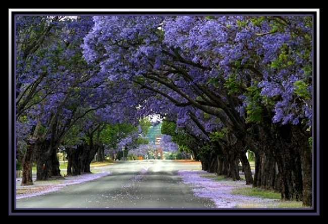  Las jacarandas