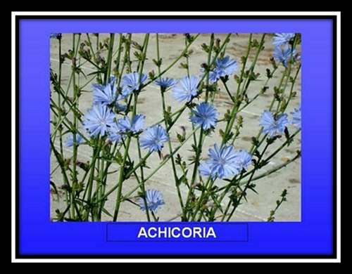 achicoria